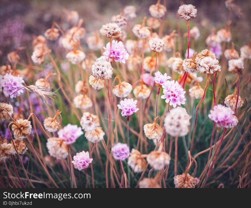 Pink Sea Thrift Flowers