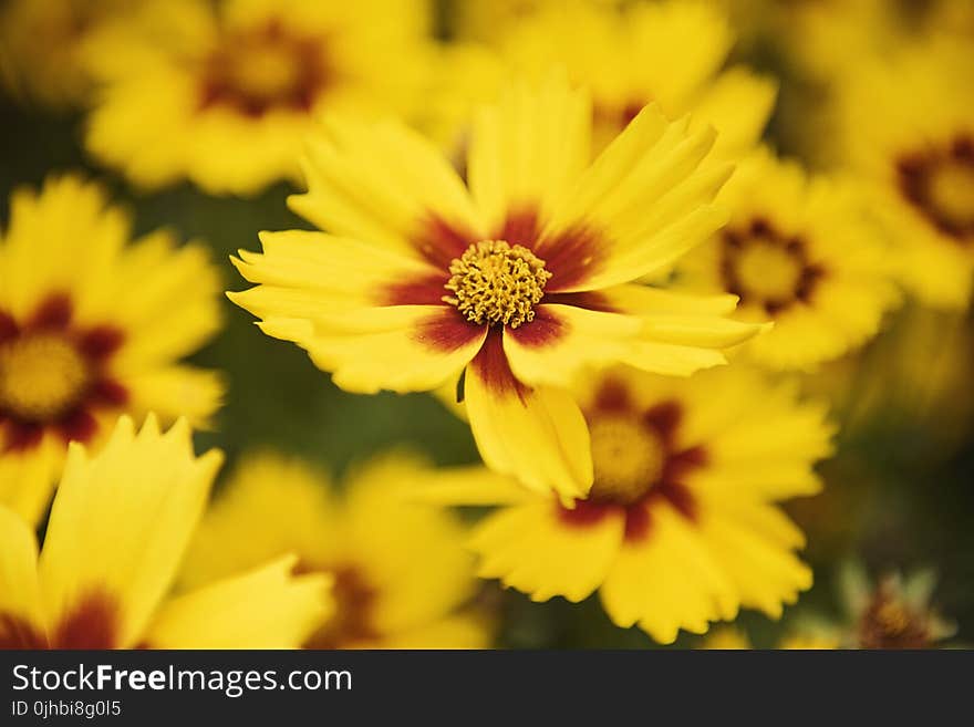 Macro Photography of Yellow Flowers