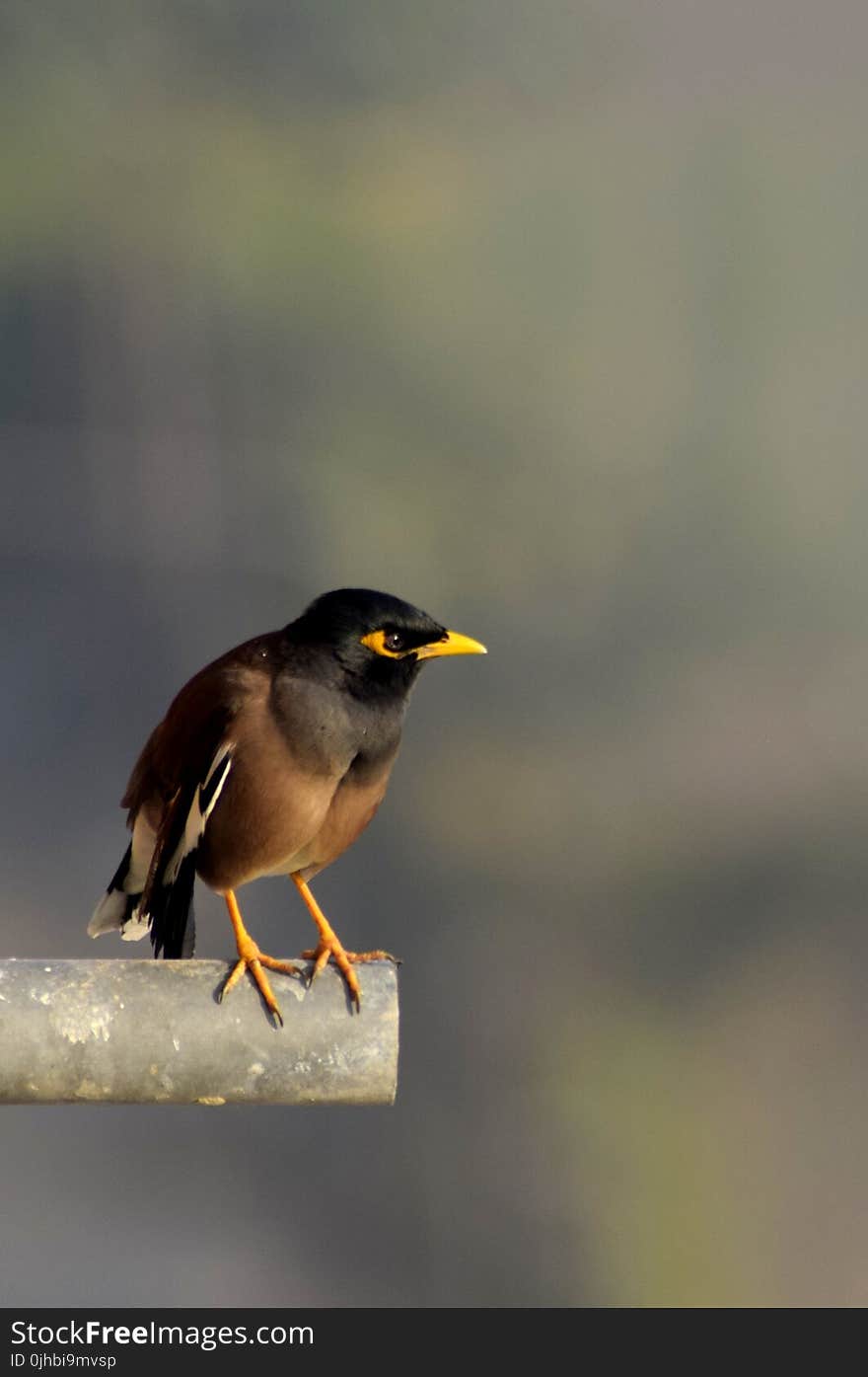 Black and Brown Bird