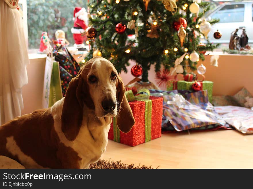 Tan and White Basset Hound Near the Christmas Tree