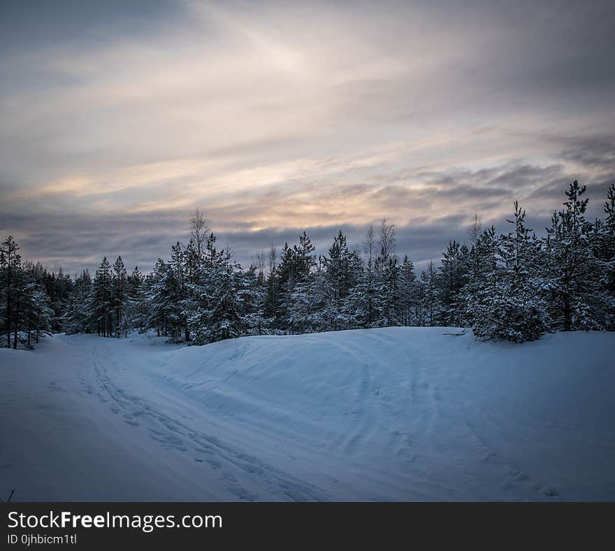 Green Pine Trees Forest Surrounded by Snow Pile