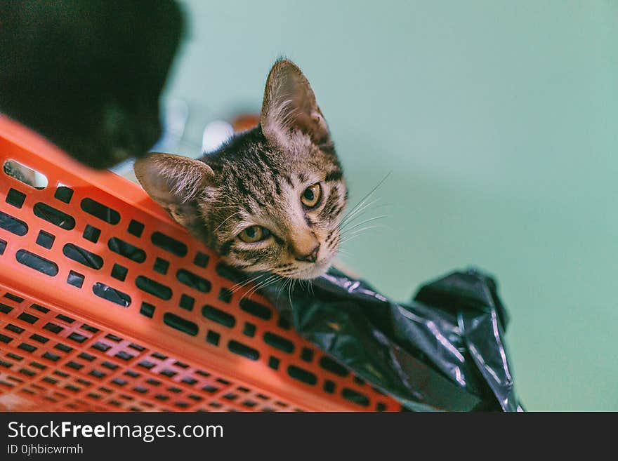 Brown Tabby Cat Lying on Plastic Rack