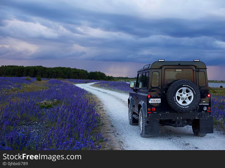 Black Suv in Between Purple Flower Fields