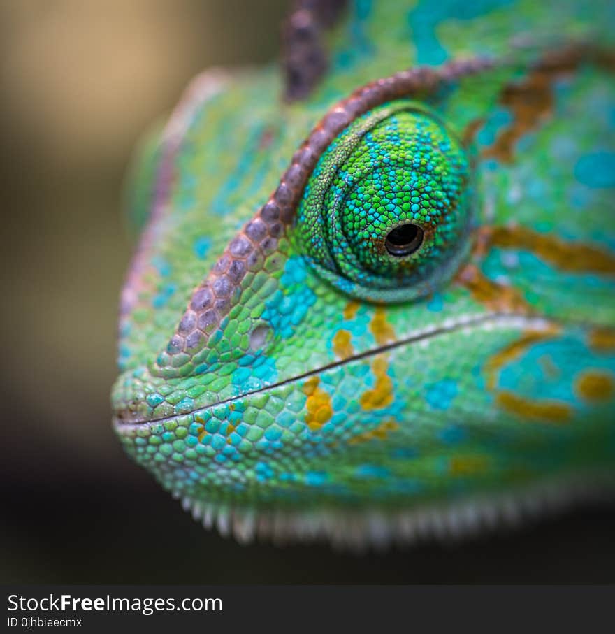 Selective Focus Photography of Chameleon