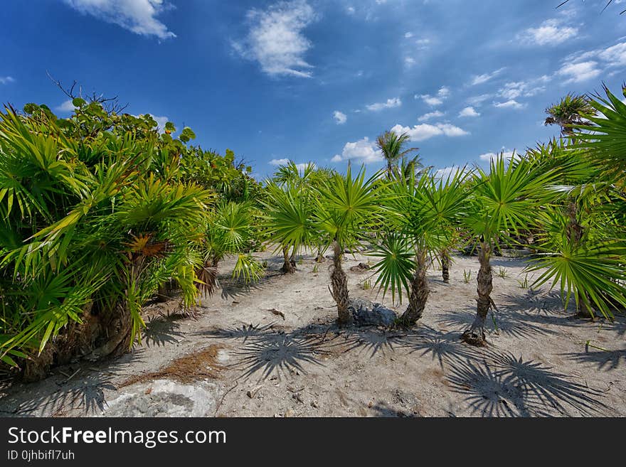 Green Yucca Plant Under Blue Sky