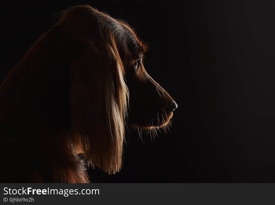 Brown Cocker Spaniel