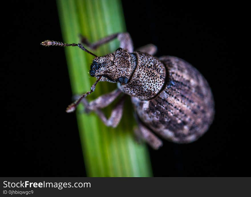 Close-up Photo of Rice Weevil