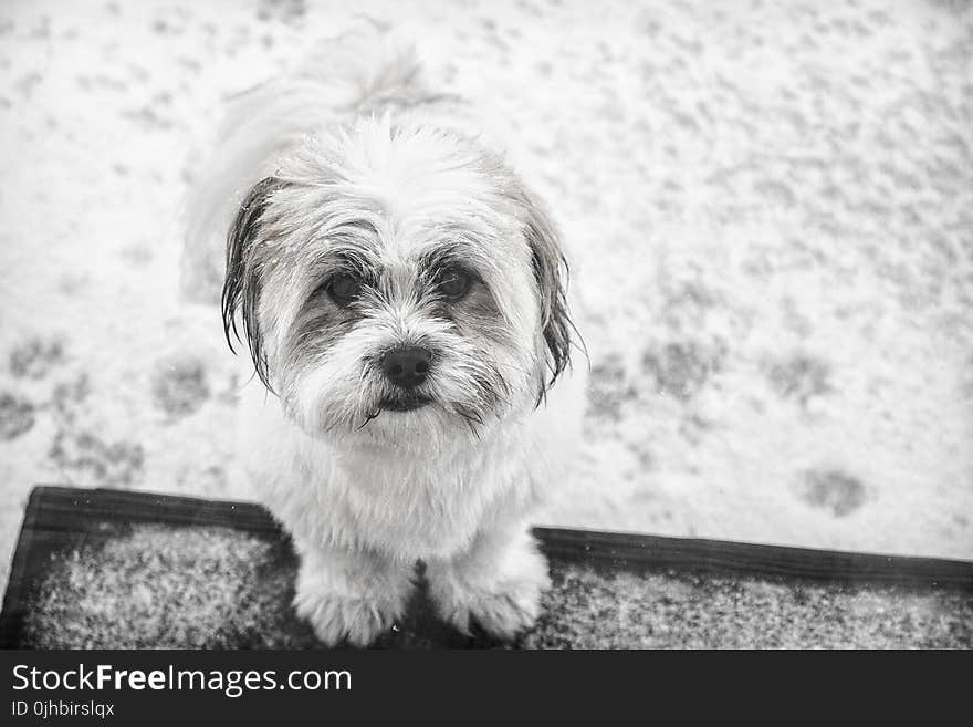 Grayscale Photo of Shih Tzu