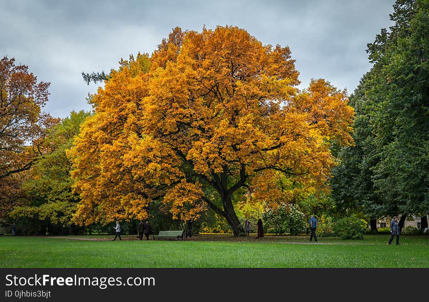 Brown Leaves Tree