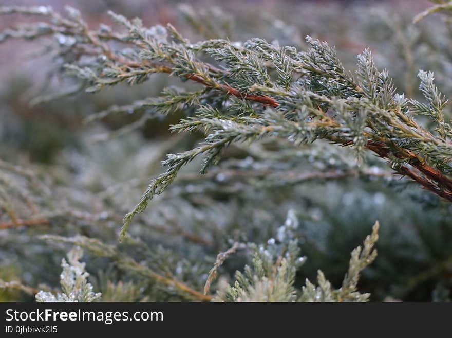 Selective Photo of Green Leaf Tree