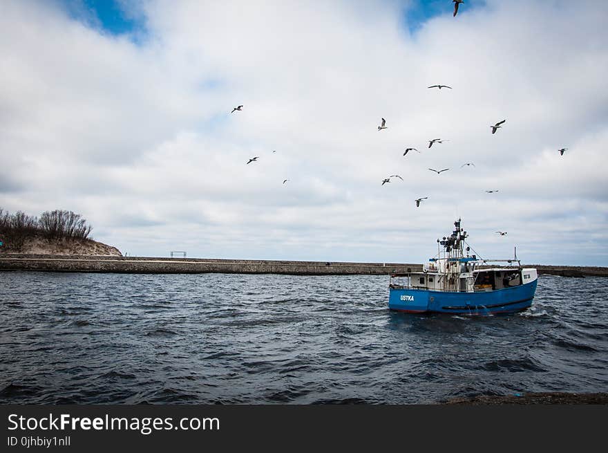 Blue and White Fishing Board Under Black Birds