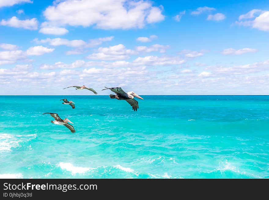 Four Brown Pelicans Flying at Daytime