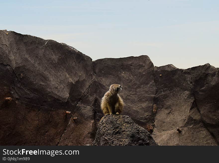 Brown Lemur on Rocky Mountain