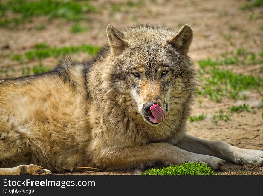 Beige and Gray Wolf on the Green Grass