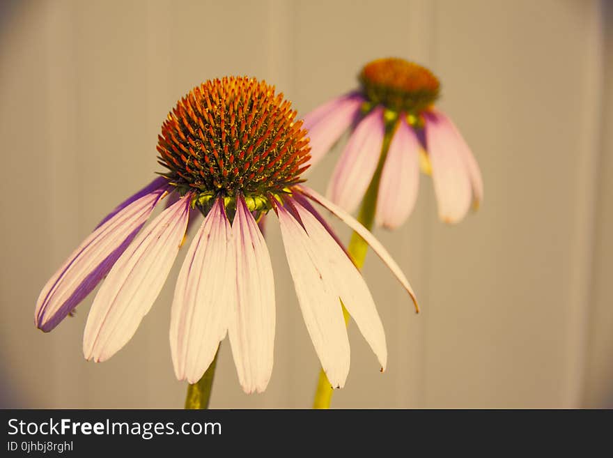 Selective Focus Photography of White-and-purple Petaled Flower