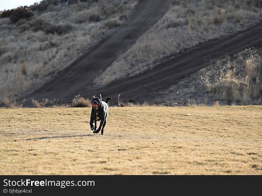 Adult Short-coated Black Dog Running Toward to the Camera at the Desert