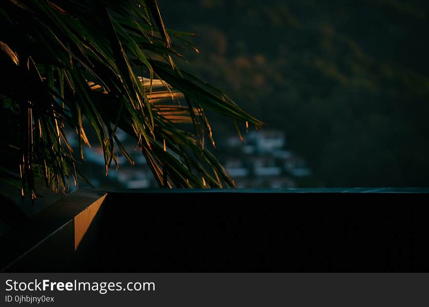 Green Palm Tree Near Balcony on Sunset Photo