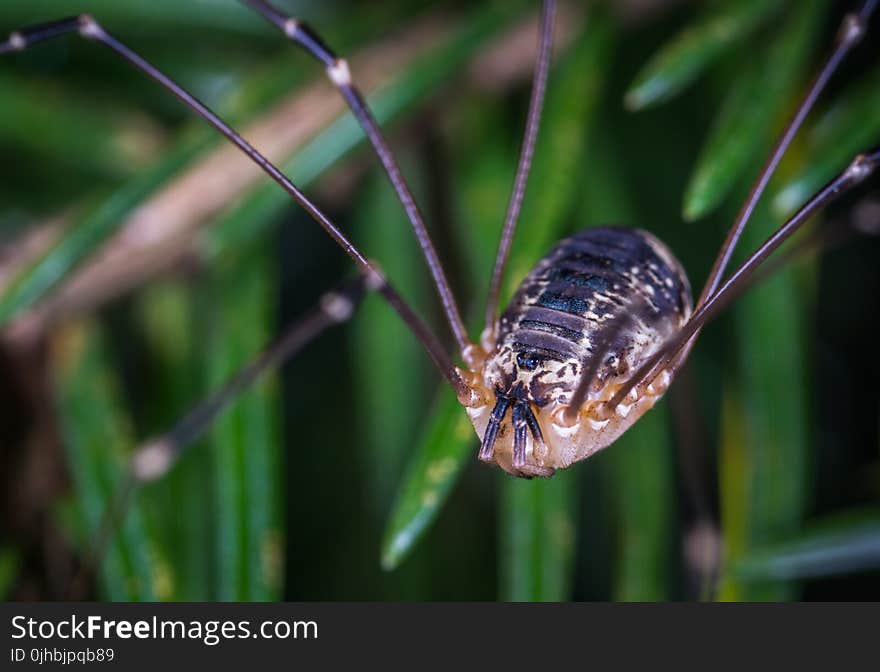 Selective Focus Photography of Brown Spider