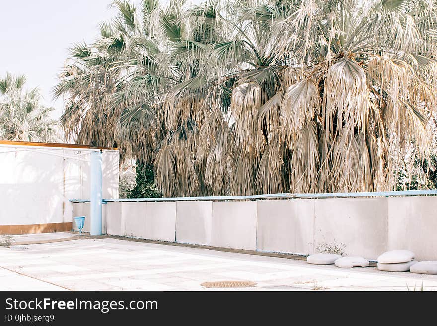 Photography of Palm Tree Beside White Fence