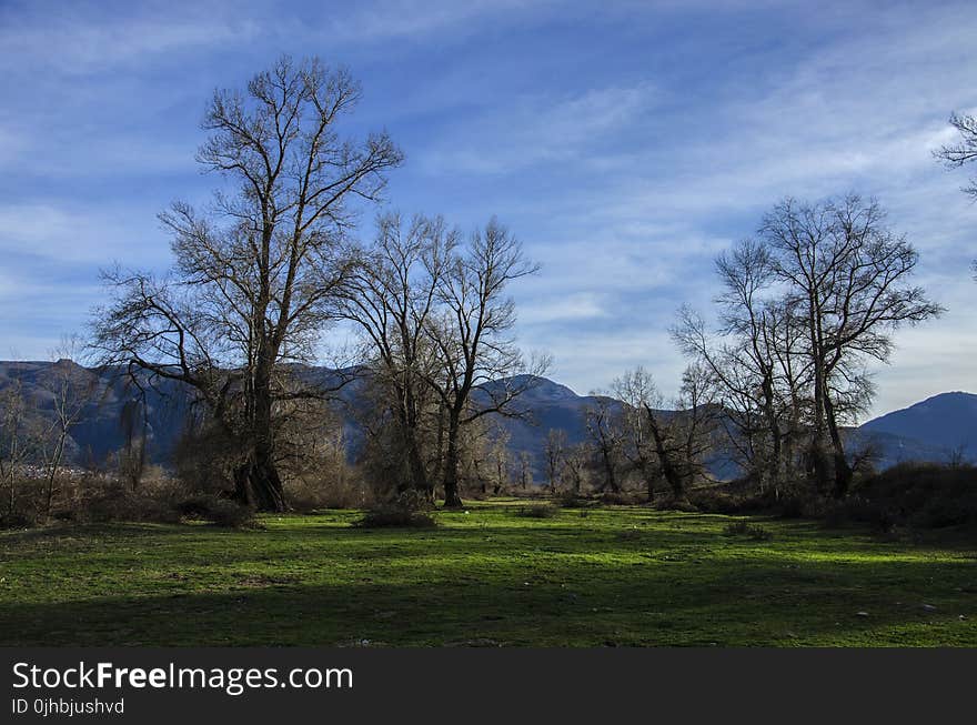 Bare Trees on Forest