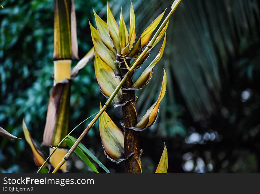 Shallow Focus Photograph of Yellow and Green Leaf Plant