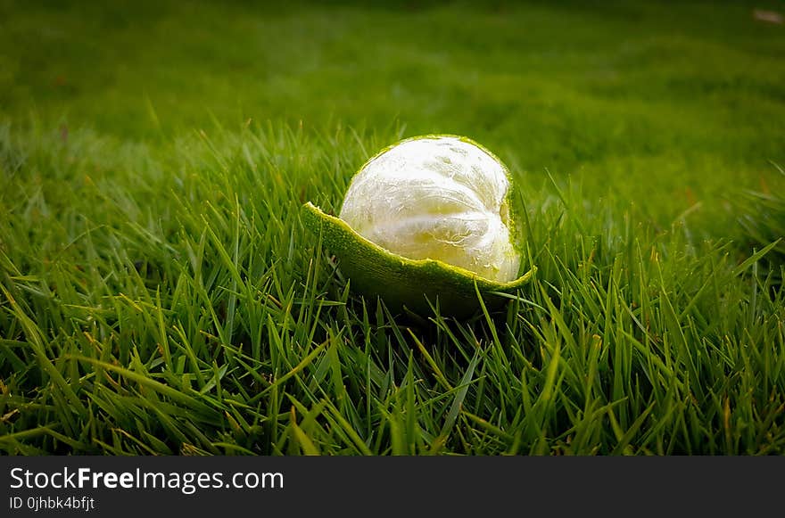 Peeled Green Lime on Green Grasses