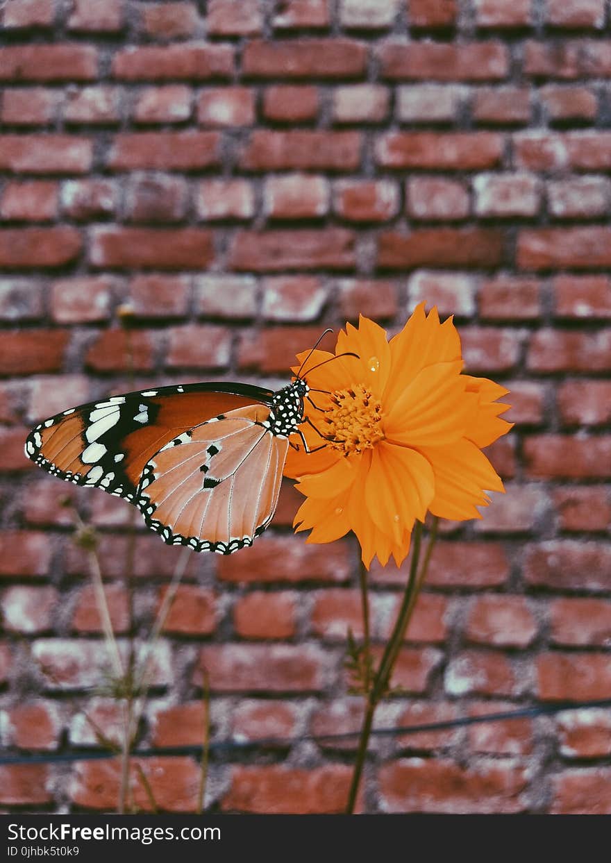 Queen Butterfly on Orange Petaled Flowers