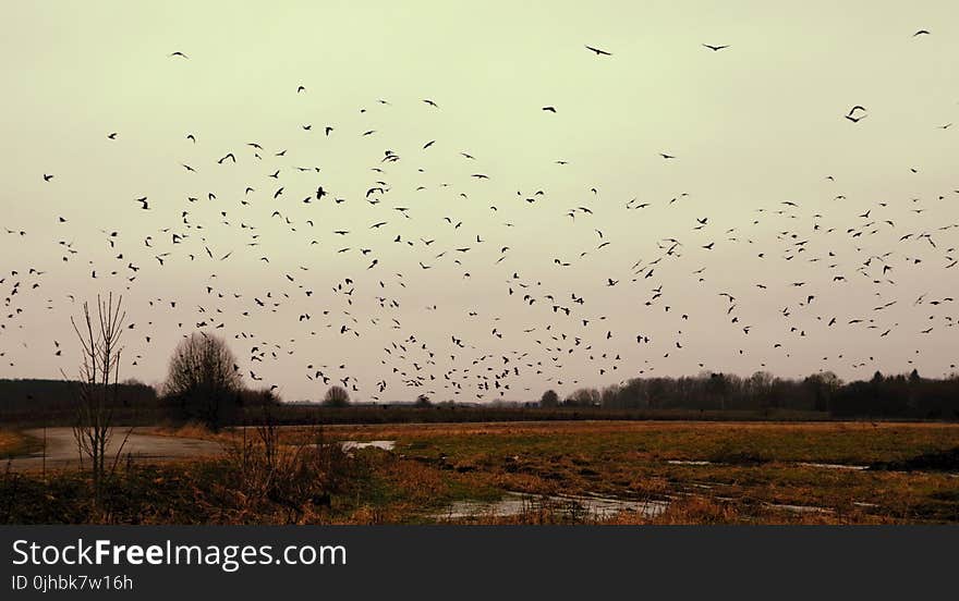 Silhouette of Flock of Birds