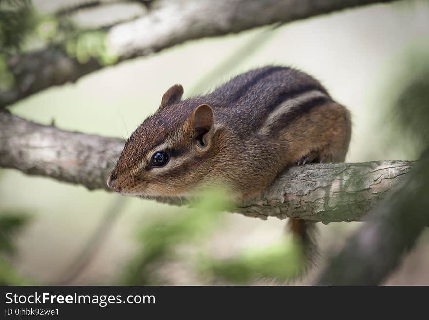 Brown Squirrel on Branch of Tree