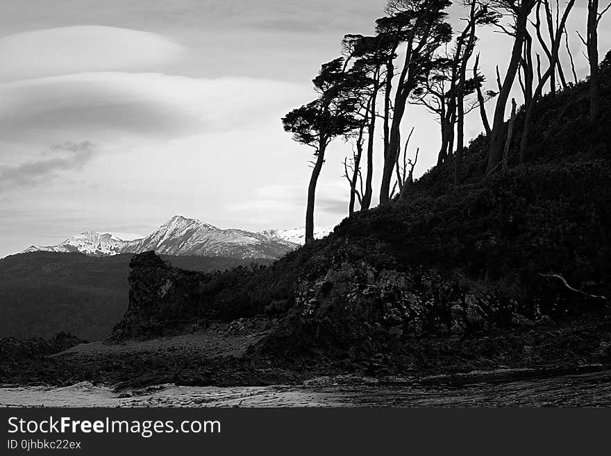 Grayscale Photo of Trees Near Body of Water