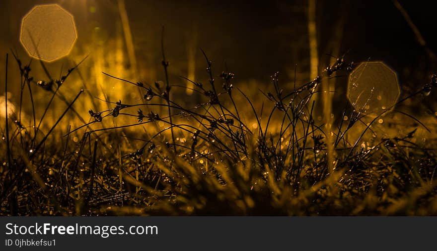 Photography of Grasses during Nighttime