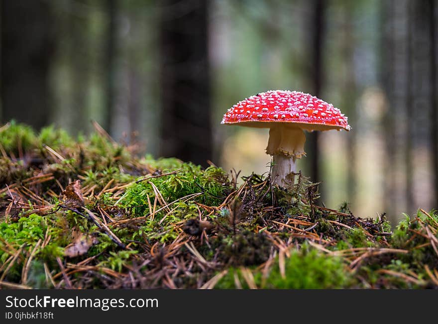 Closeup Photo of Red and White Mushroom