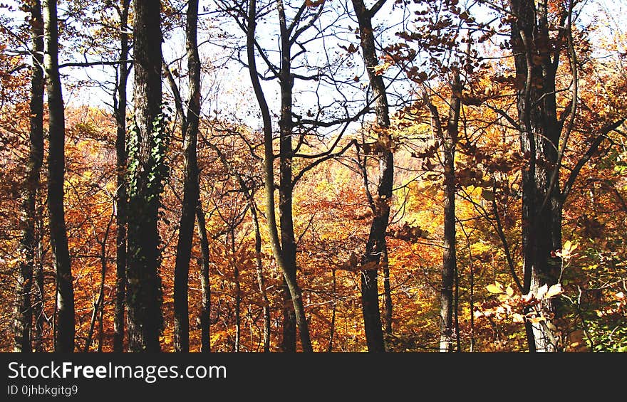 Brown Forest