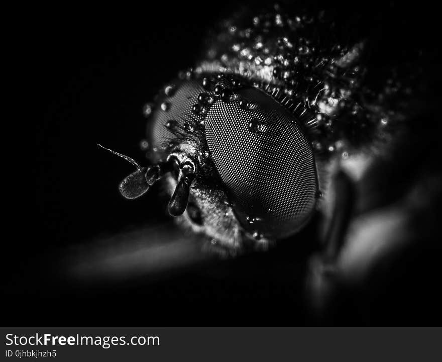 Macro Photography of Fly