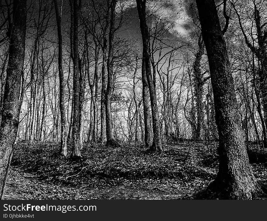 Grayscale Photo of Tall Trees