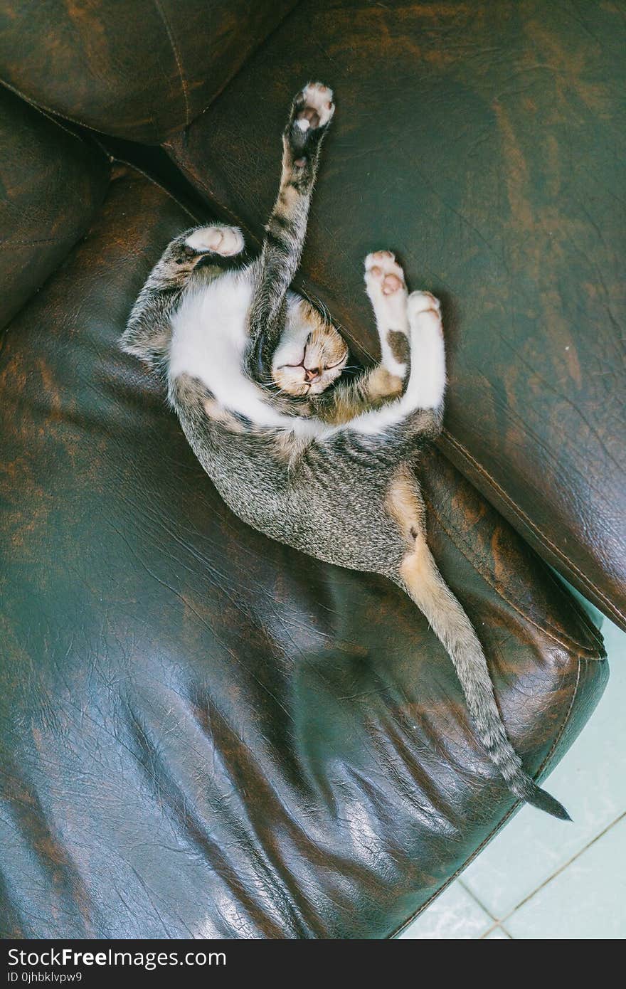 Brown Tabby Cat Lying on Sofa