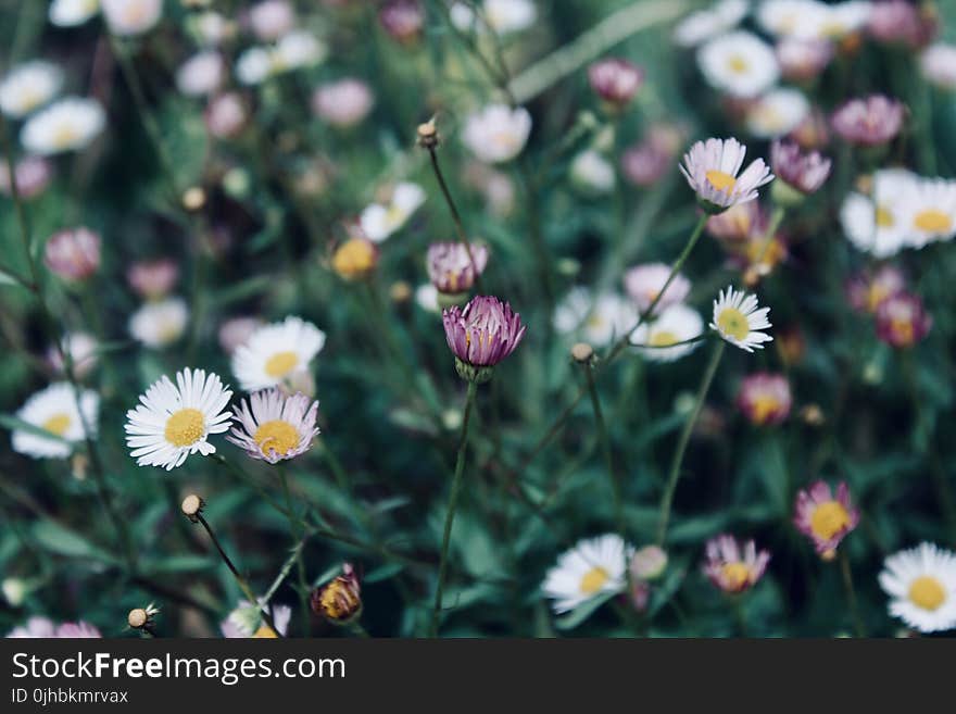 Close-Up Photography of Flowers