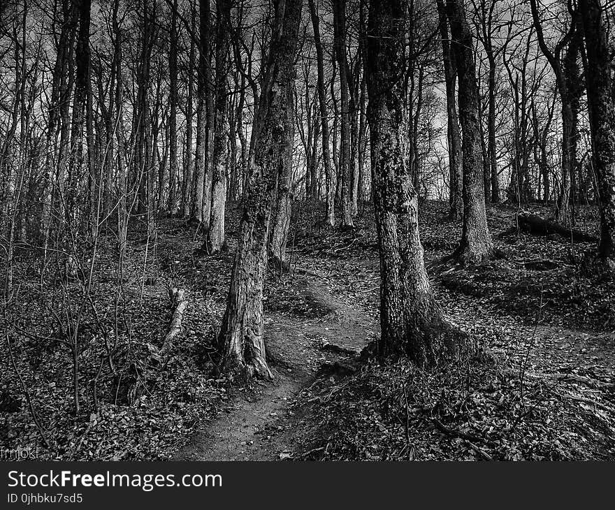 Grayscale Photo of Trees