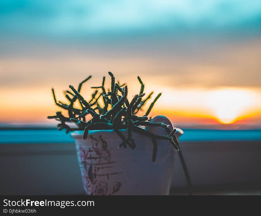 Green Plant in White Plant Photography