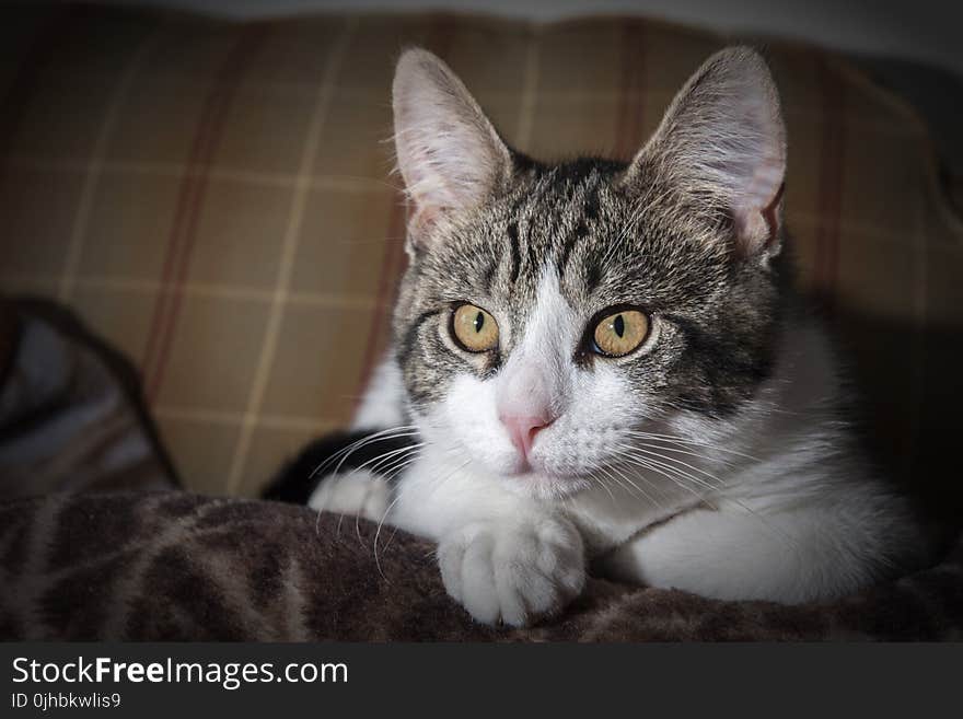 Short-coated Gray and White Tabby Kitten