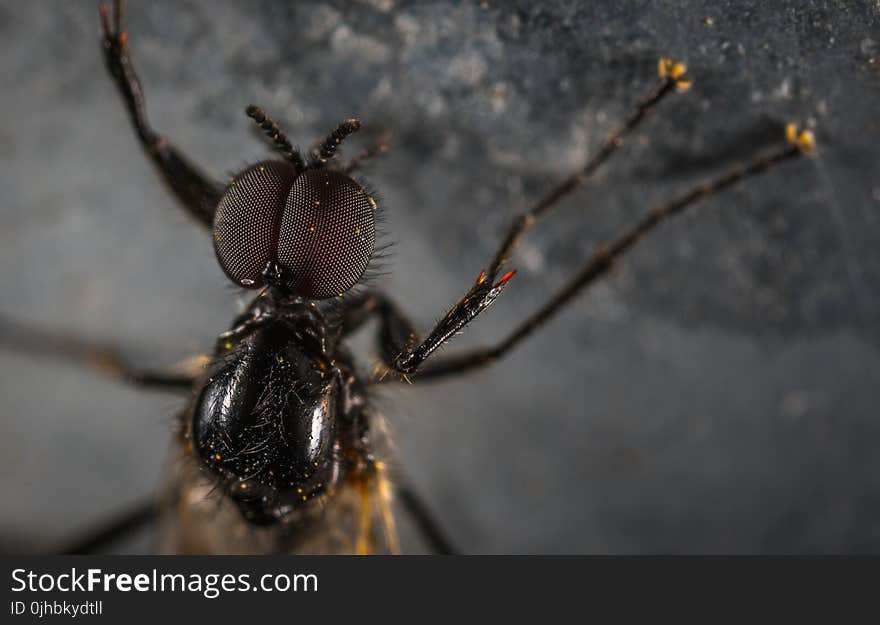 Close Up Photo Black Housefly