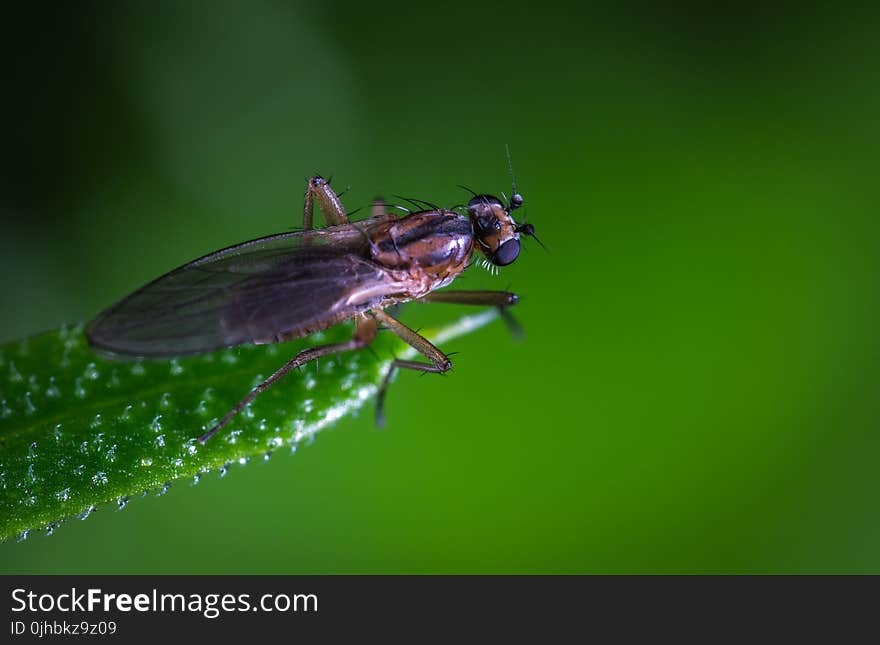 Macro Photo of a Brown and Black Fly on Green Leaf