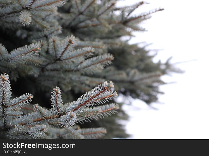 White and Brown Pine Tree Selected Focus