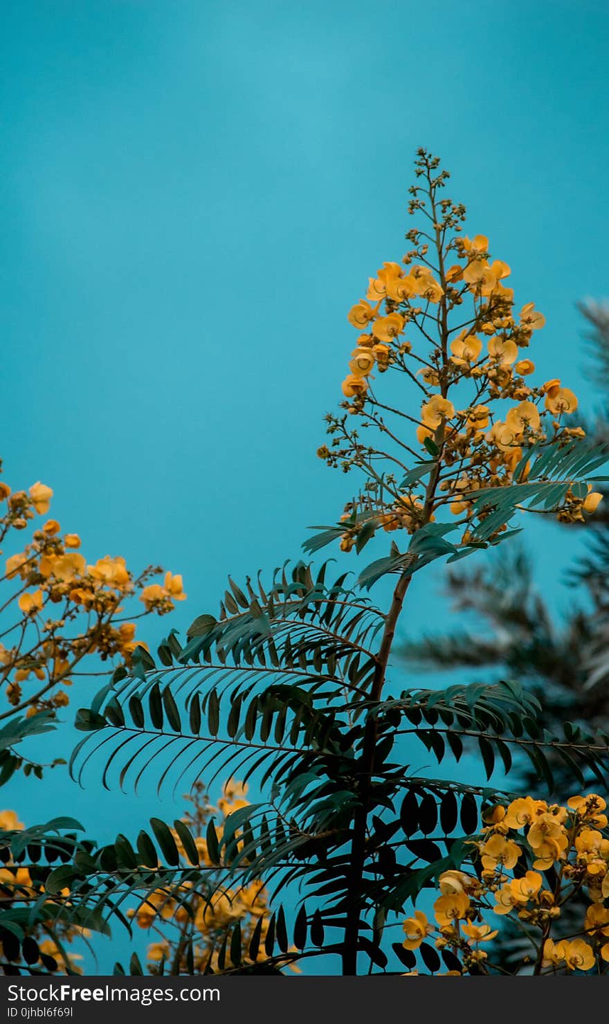 Closeup Photo of Yellow Floral Plant