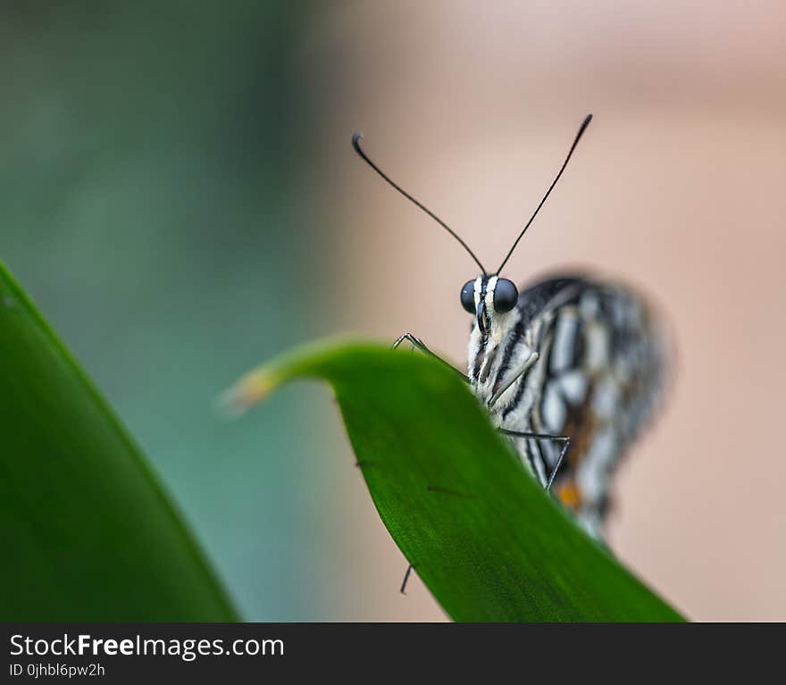 Selective Focus Photo of Gray and Black Butterfly