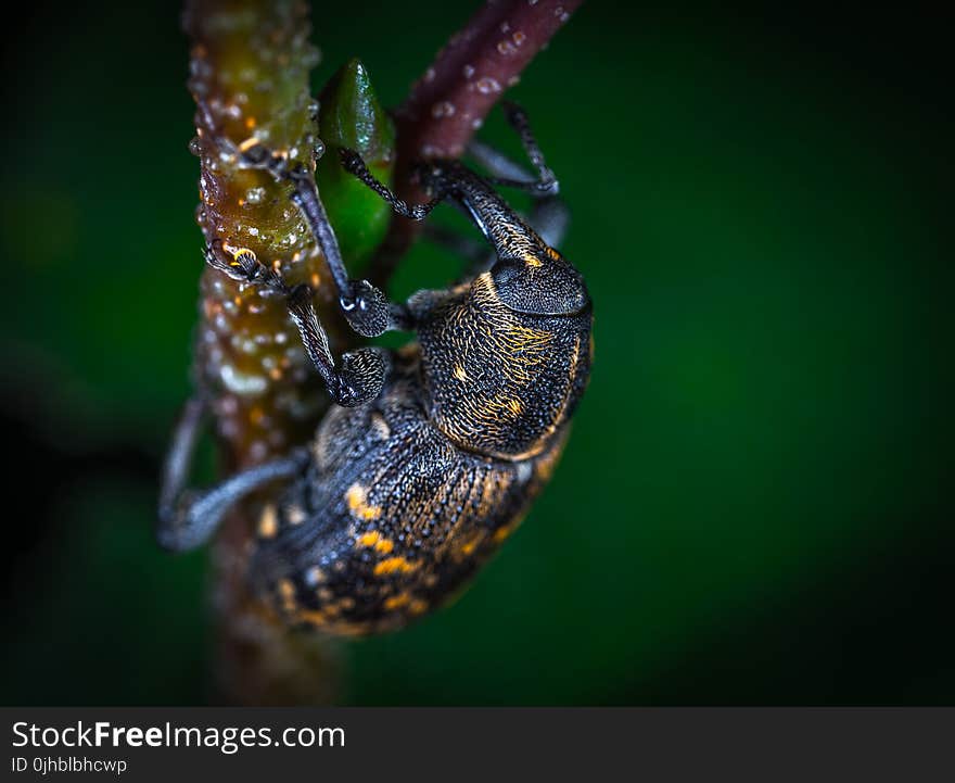 Close Up Photo of Brown and Black Elephant Weevil on Green Leaf