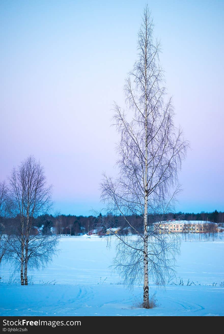 Trees Under Blue Sky