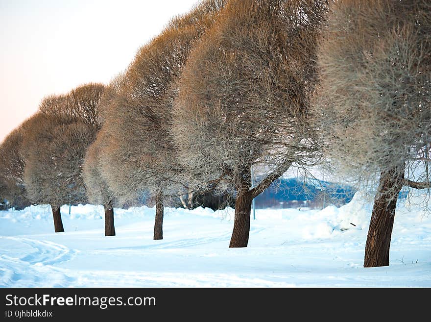 Photography of Trees During Winter