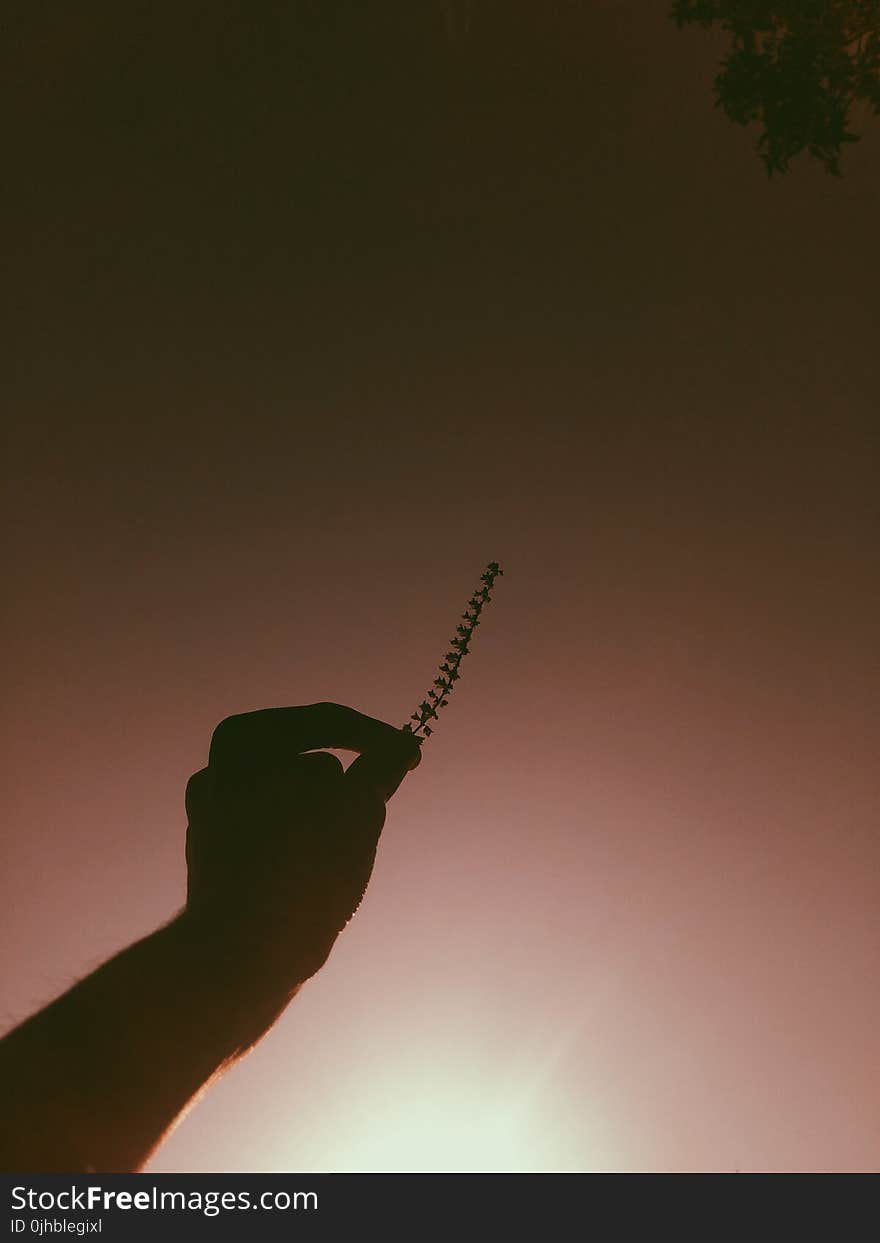 Person Holding Grass Photo Taken during Golden Hour