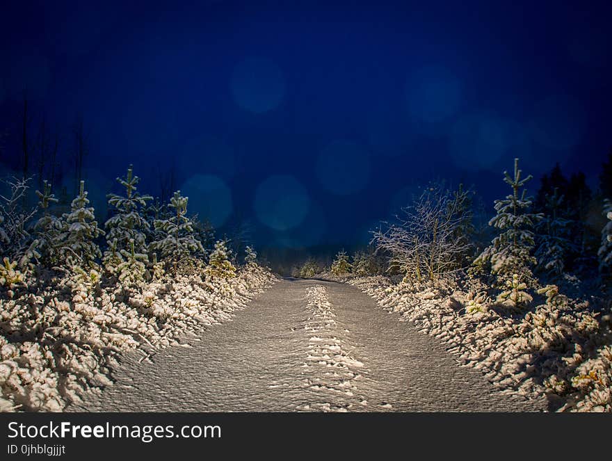 Gray and White Filled of Snow Trees and Pathwalk